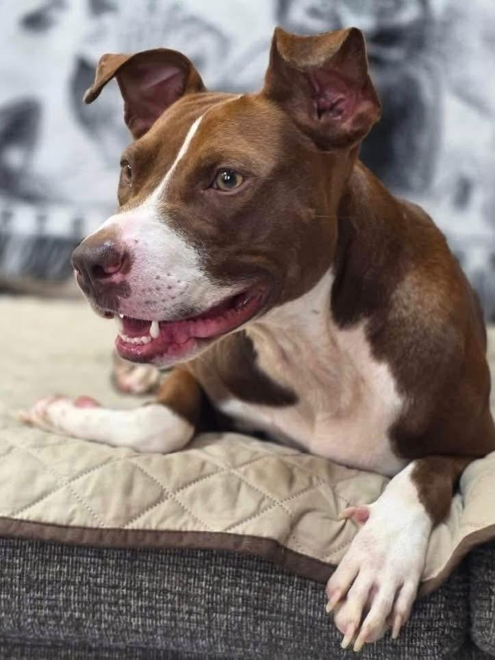 Enlarge Peppa , a ADOPTABLE Mixed Breed in Highland, NY image 1/5