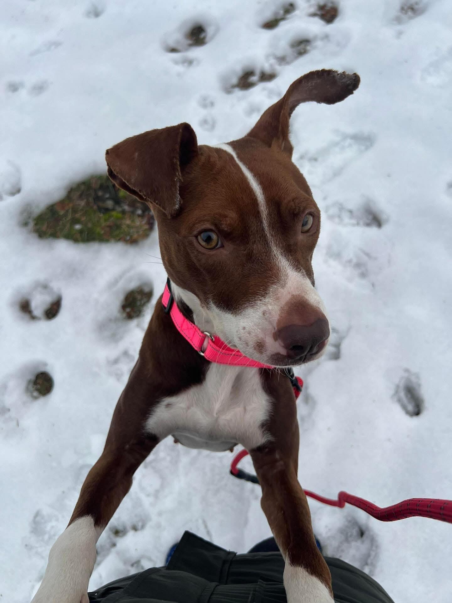 Enlarge Peppa , a ADOPTABLE Mixed Breed in Highland, NY image 2/5