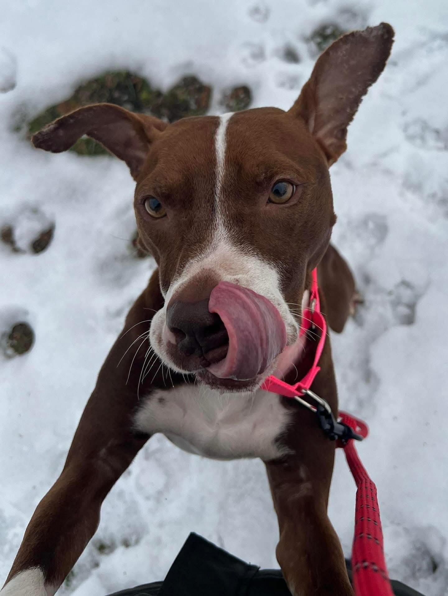 Enlarge Peppa , a ADOPTABLE Mixed Breed in Highland, NY image 5/5