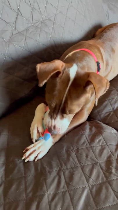 Enlarge Peppa , a ADOPTABLE Mixed Breed in Highland, NY video 4/5