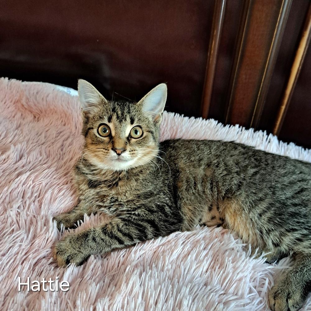 Enlarge Hattie, a Adoptable mixed breed in Groveland, MA image 1/2