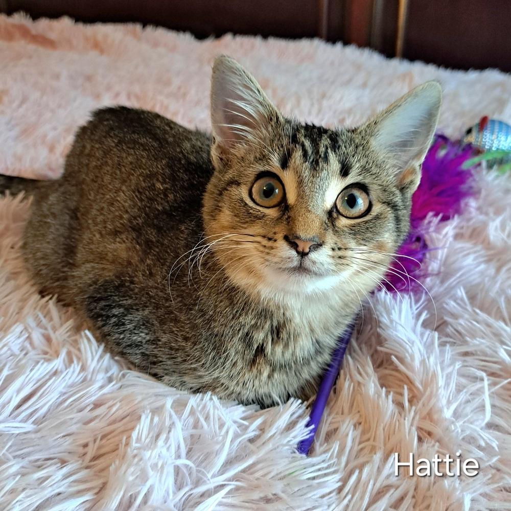 Enlarge Hattie, a Adoptable mixed breed in Groveland, MA image 2/2