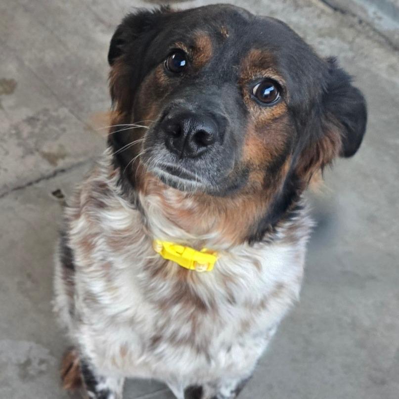 Lucy Charlie AZ PDR, Adoptable, Adult Female Mixed Breed.