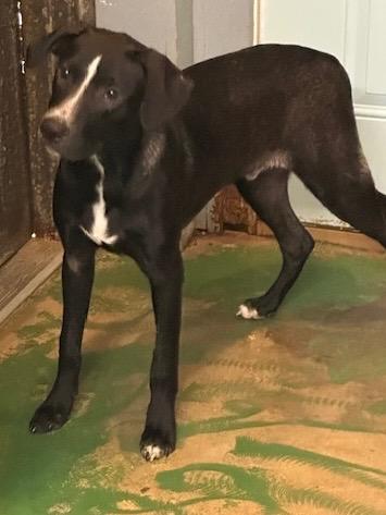 Brutus 25, Adoptable, Young Male Border Collie.