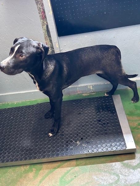 Enlarge Brutus 25, a Adoptable mixed breed in Brookhaven, MS image 1/4