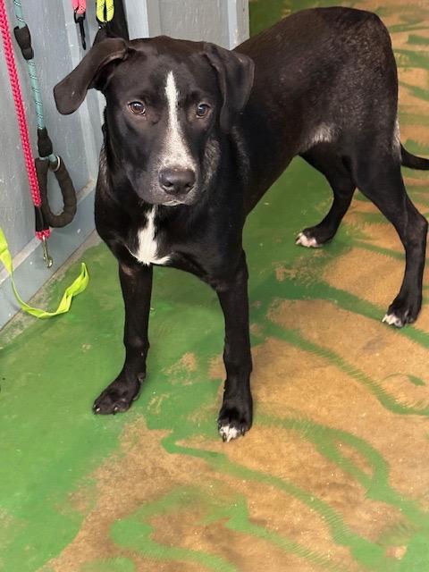 Enlarge Brutus 25, a Adoptable mixed breed in Brookhaven, MS image 2/4