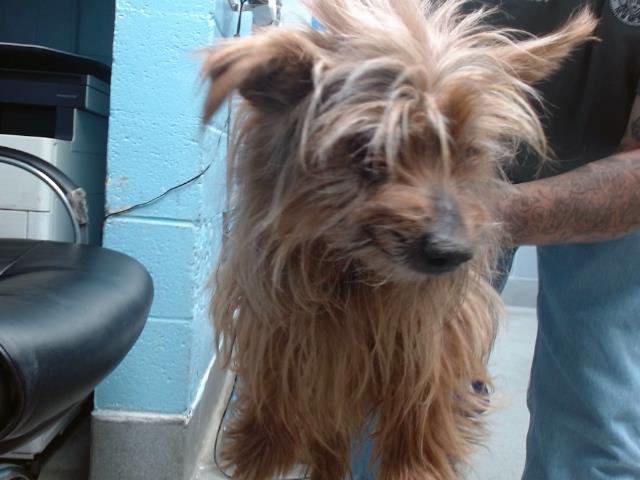 Enlarge BUC-EES, a Adoptable mixed breed in Albuquerque, NM image 1/1