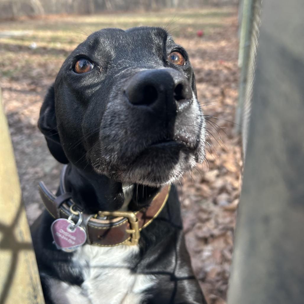 Missy, Adoptable, Senior Female Mixed Breed.