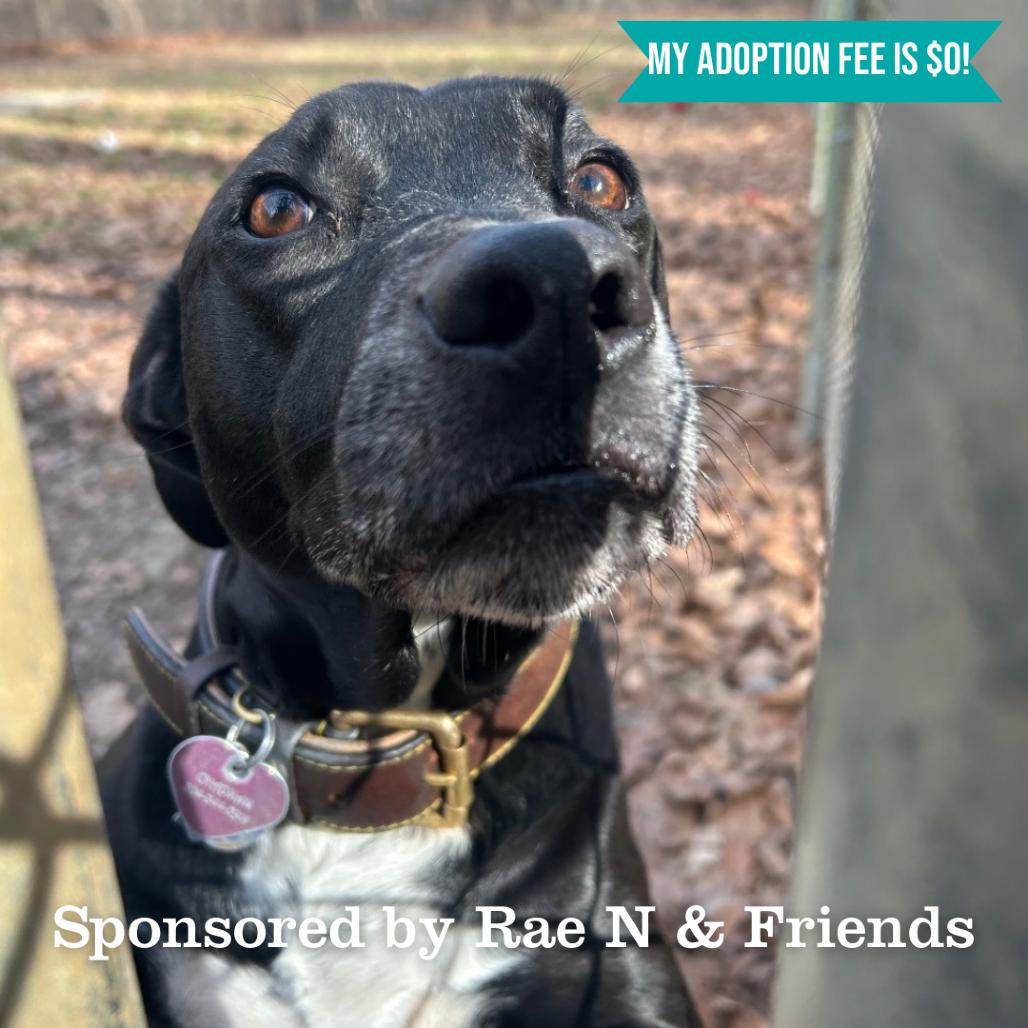 Enlarge Missy, a Adoptable mixed breed in Charleston, WV image 2/3