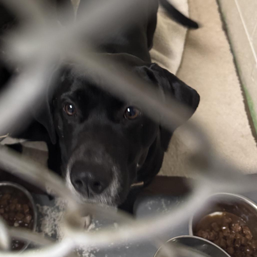 Enlarge Missy, a Adoptable mixed breed in Charleston, WV image 3/3