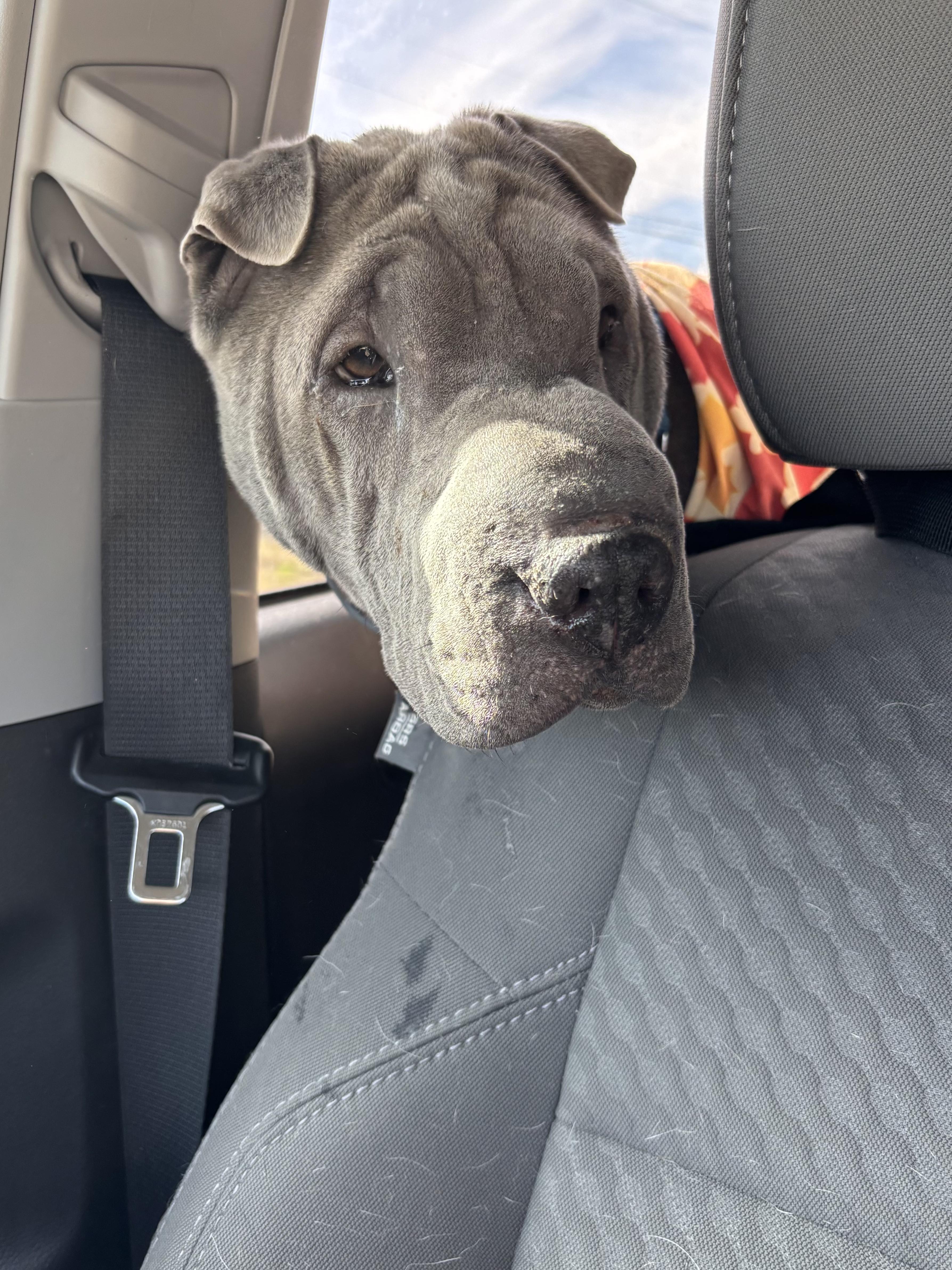 Enlarge Lina, a ADOPTABLE Shar-Pei in Athens, TX image 2/6