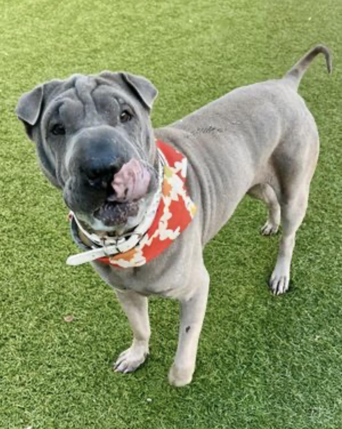 Enlarge Lina, a ADOPTABLE Shar-Pei in Athens, TX image 5/6