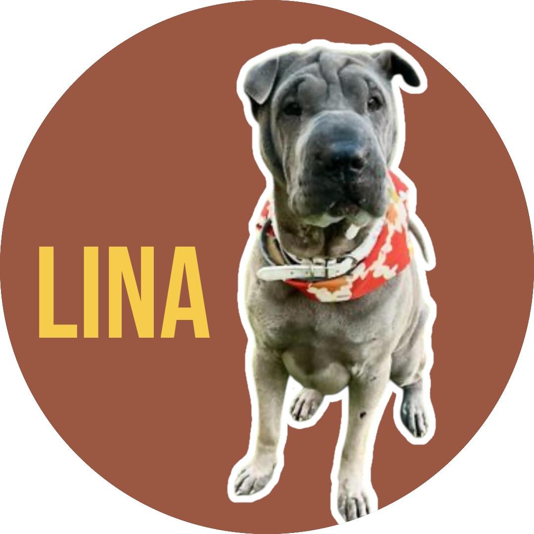 Enlarge Lina, a ADOPTABLE Shar-Pei in Athens, TX image 1/6