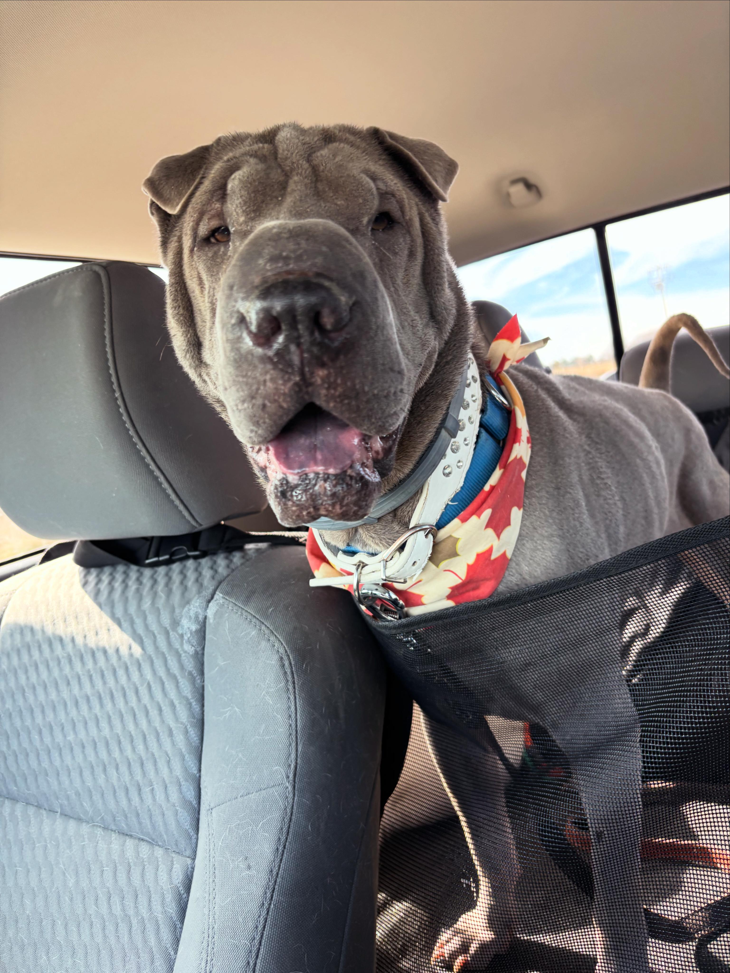 Enlarge Lina, a ADOPTABLE Shar-Pei in Athens, TX image 4/6