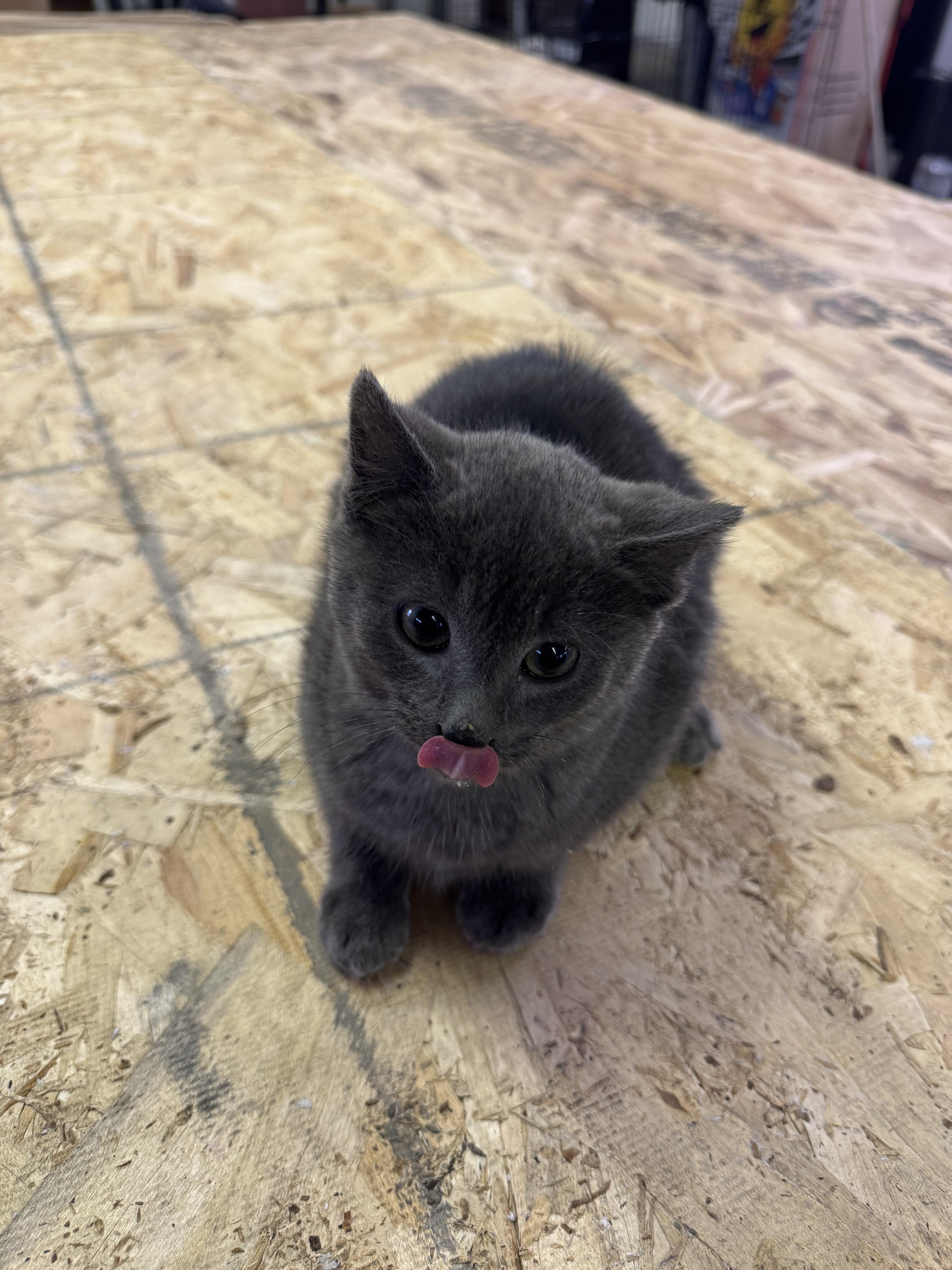 Enlarge Nico, an adopted Domestic Short Hair in Joliet, IL image 4/4