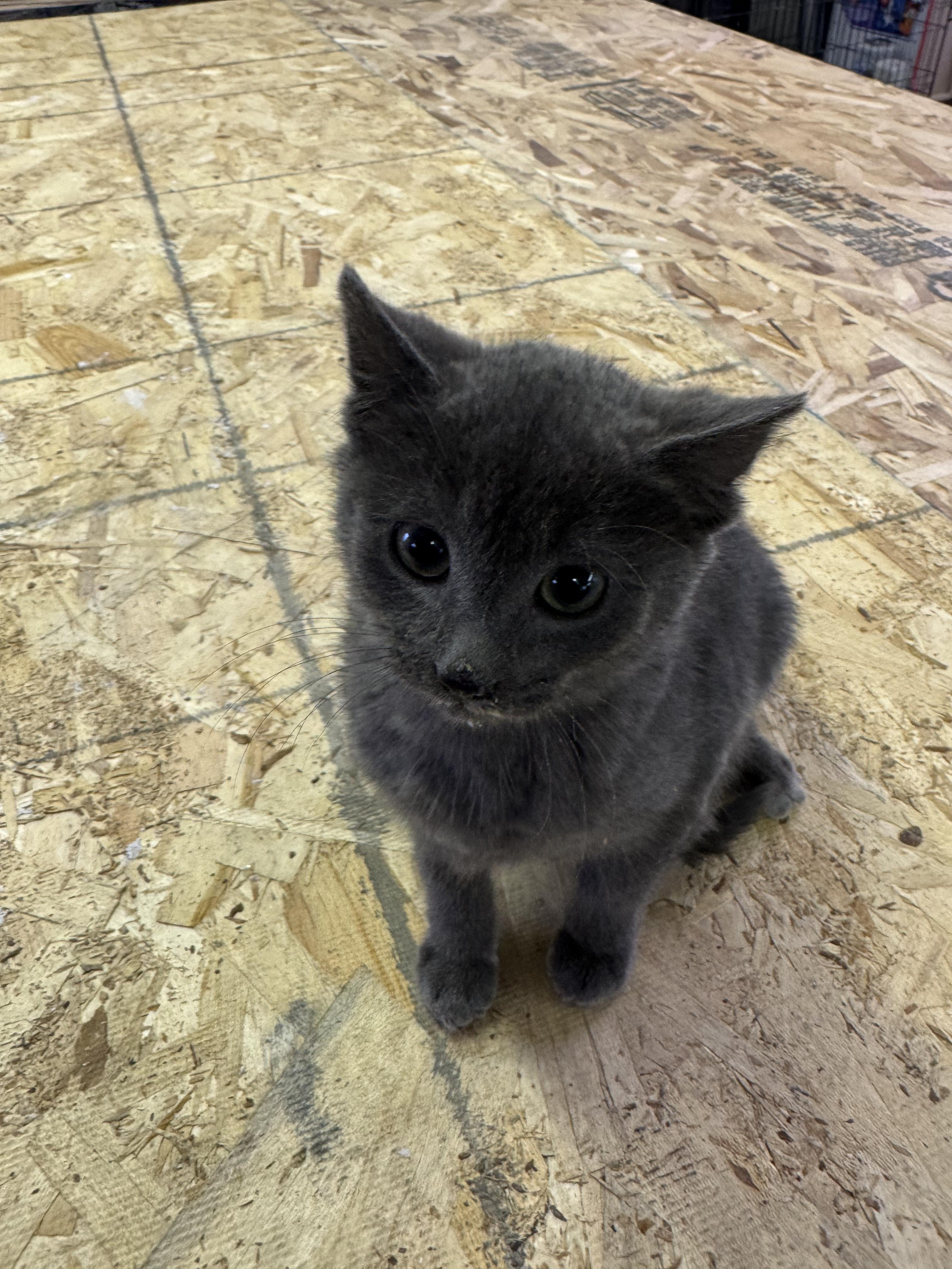 Enlarge Nico, an adopted Domestic Short Hair in Joliet, IL image 3/4