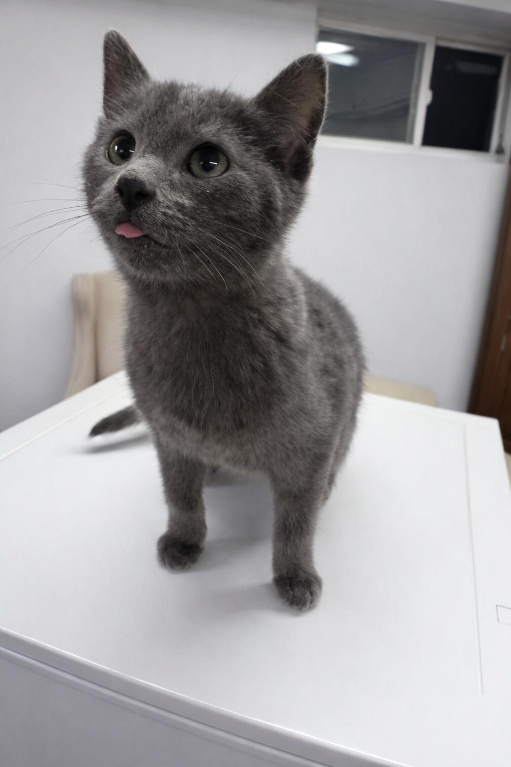 Enlarge Nico, an adopted Domestic Short Hair in Joliet, IL image 1/4