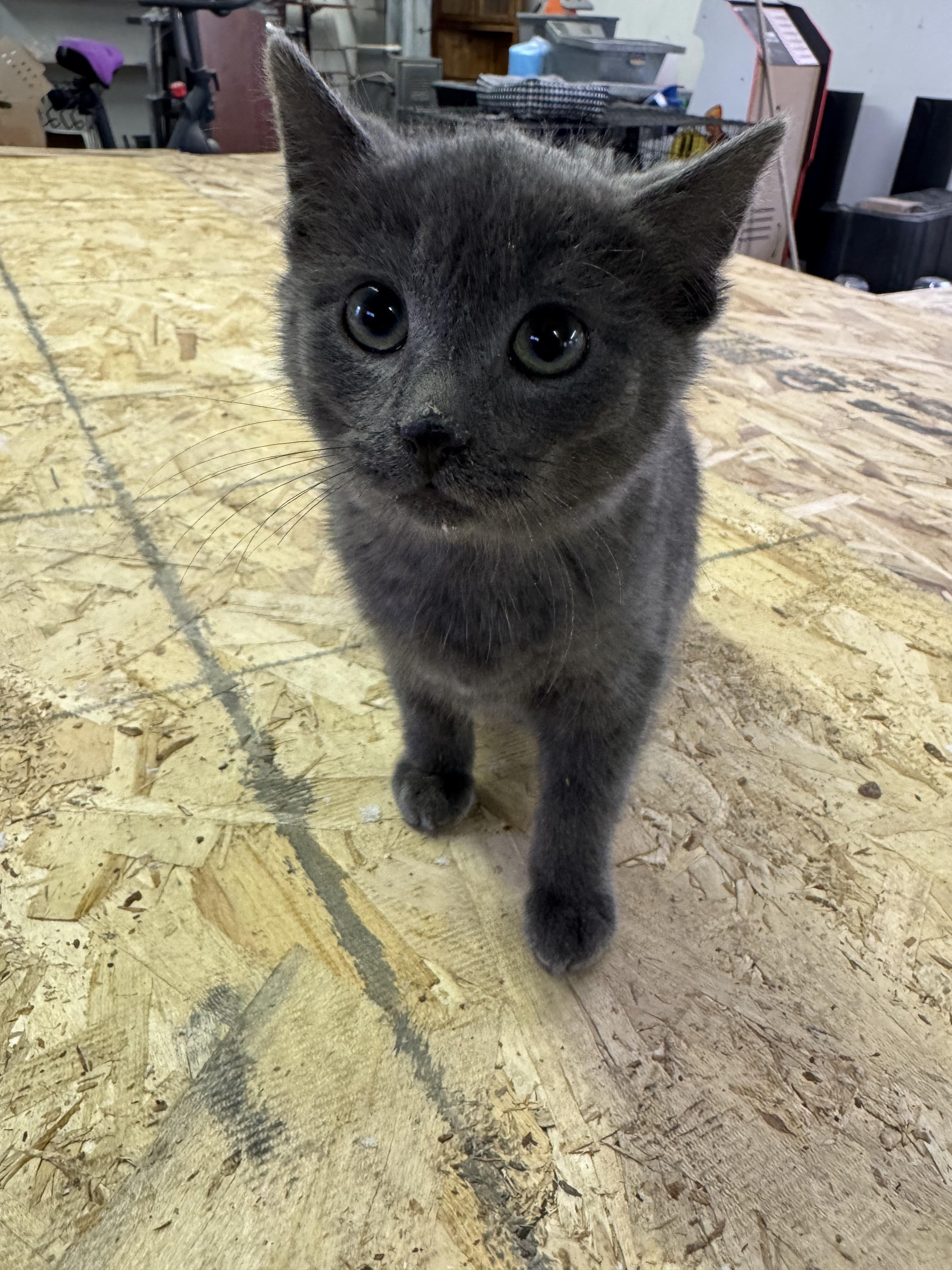 Enlarge Nico, an adopted Domestic Short Hair in Joliet, IL image 2/4