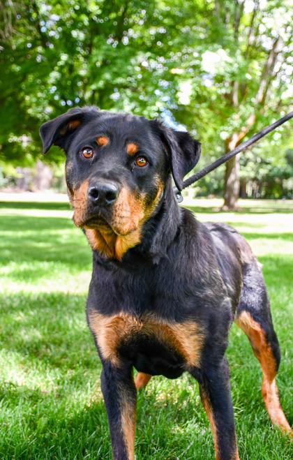 Enlarge Bow, a Adoptable mixed breed in Yakima, WA image 1/3