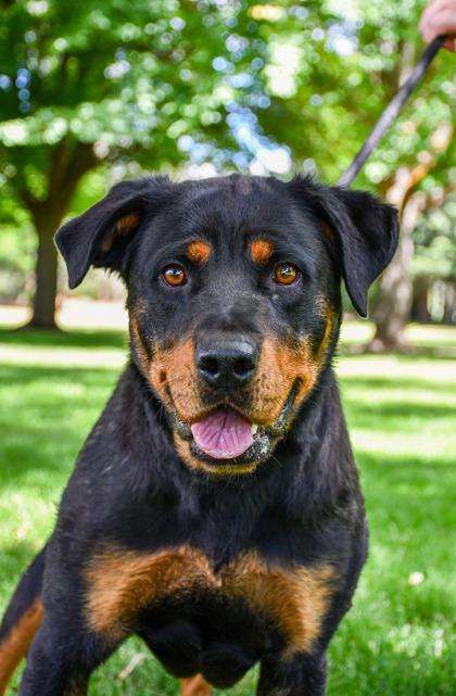 Enlarge Bow, a Adoptable mixed breed in Yakima, WA image 2/3