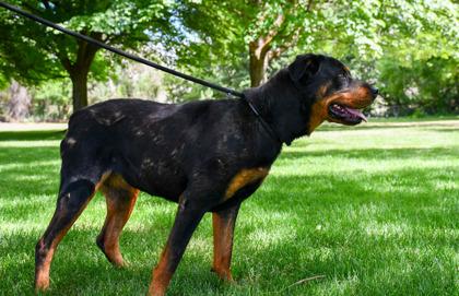 Enlarge Bow, a Adoptable mixed breed in Yakima, WA image 3/3