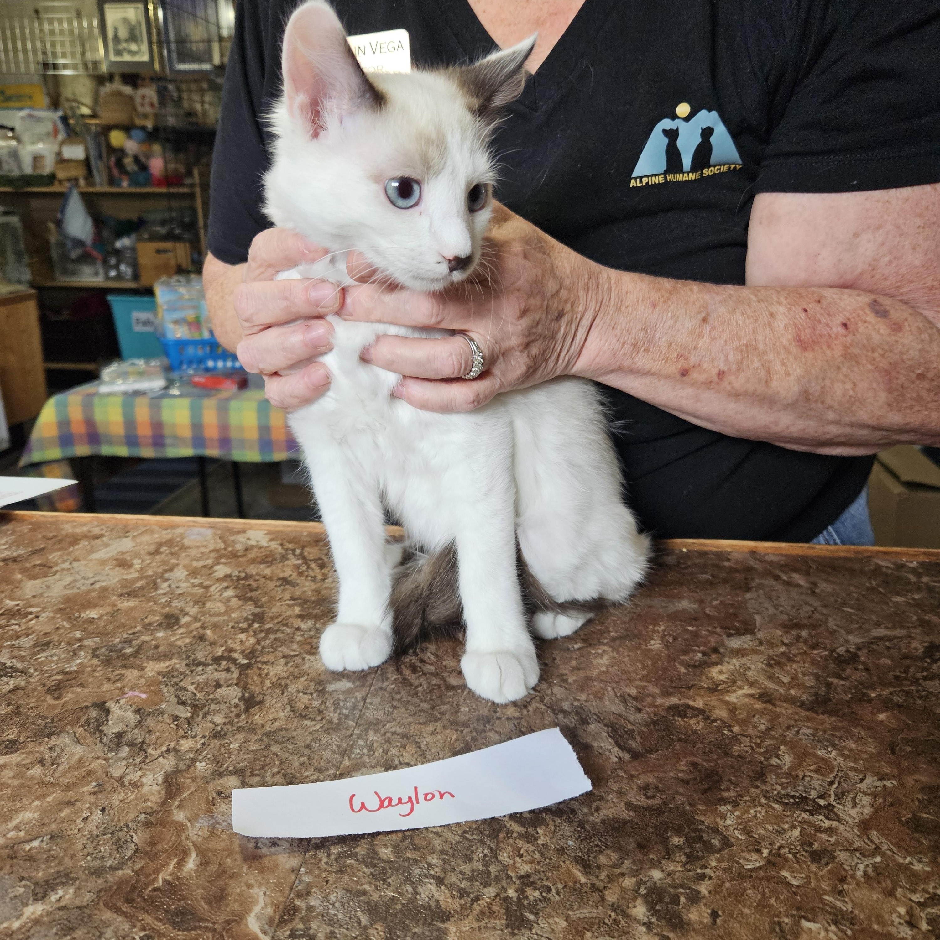 Waylon, adopted, Young Male Siamese.