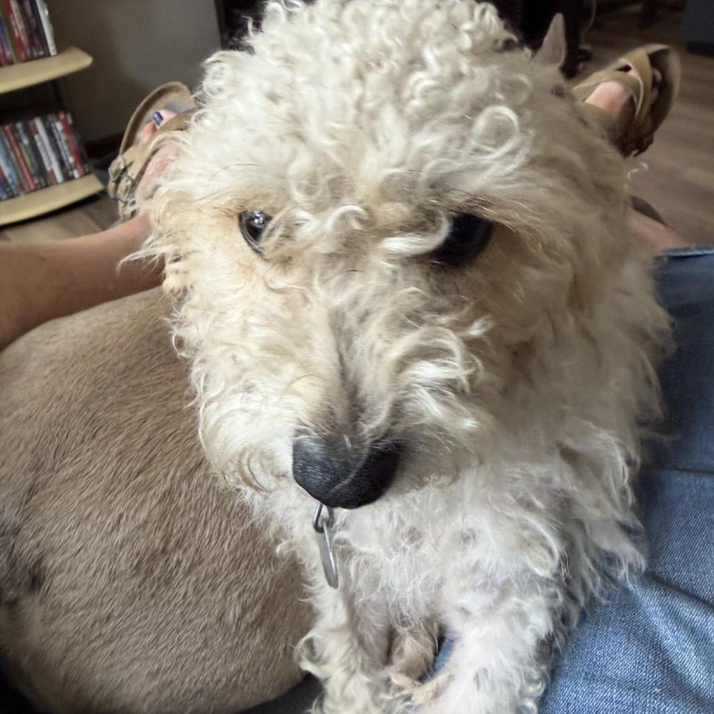 Enlarge Pierre, a Adoptable mixed breed in Sioux Falls, SD image 2/4