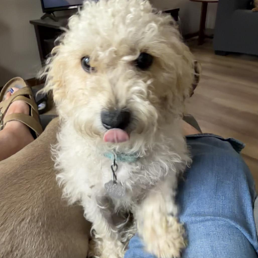 Enlarge Pierre, a Adoptable mixed breed in Sioux Falls, SD image 3/4