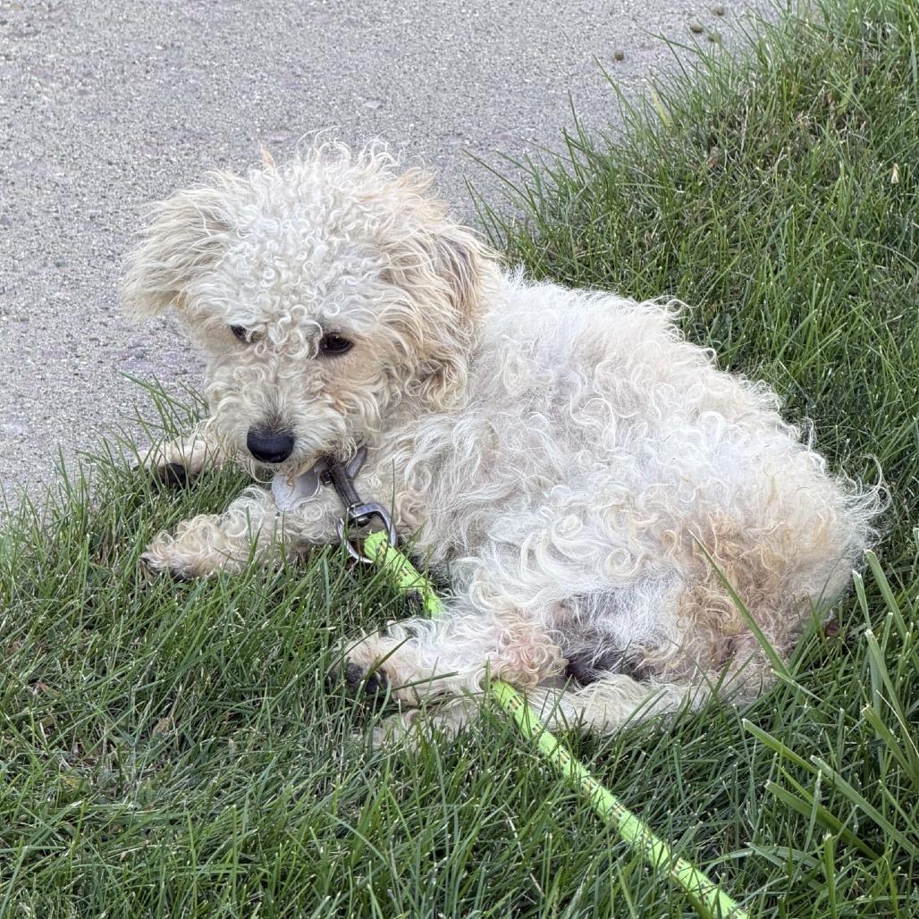 Enlarge Pierre, a Adoptable mixed breed in Sioux Falls, SD image 4/4