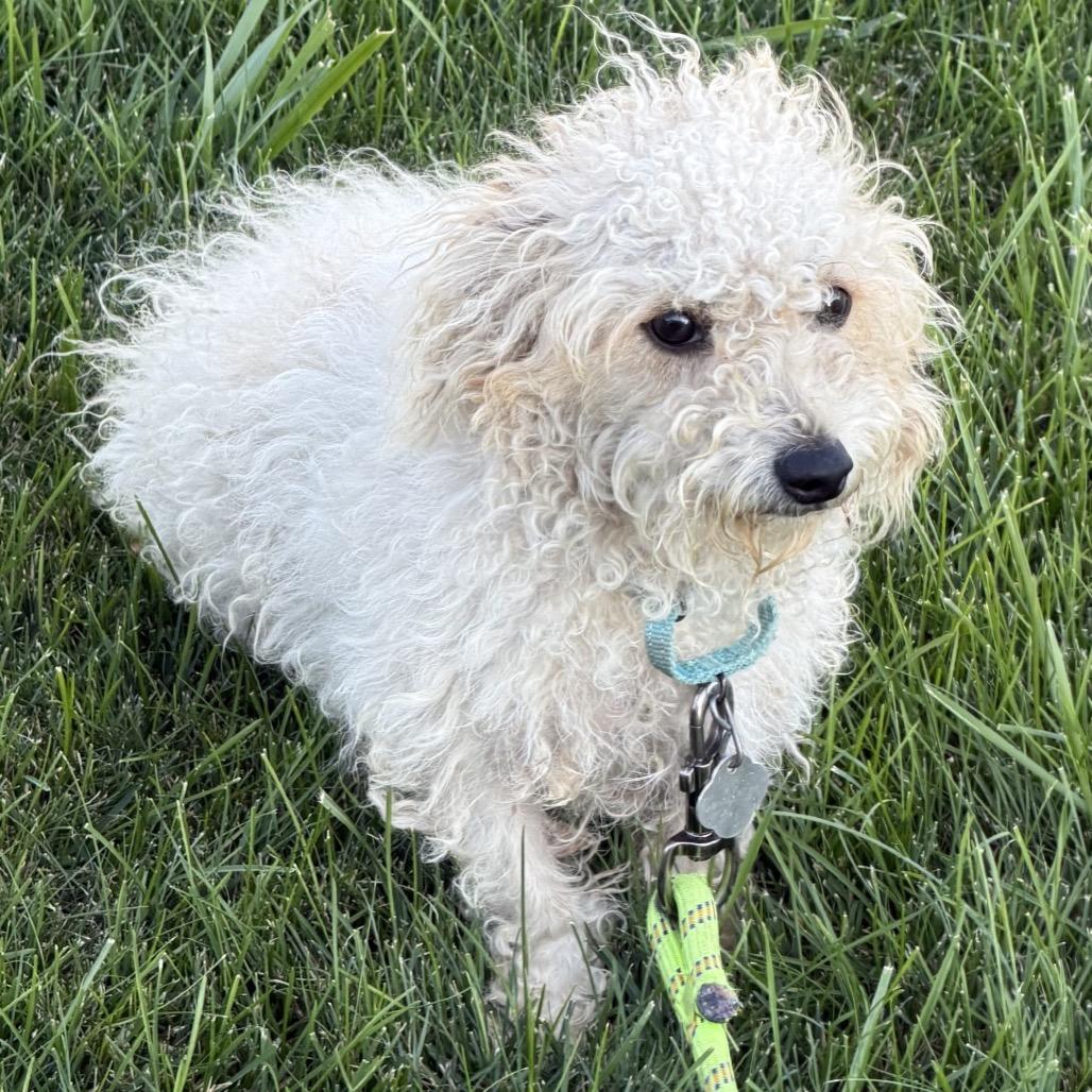 Enlarge Pierre, a Adoptable mixed breed in Sioux Falls, SD image 1/4