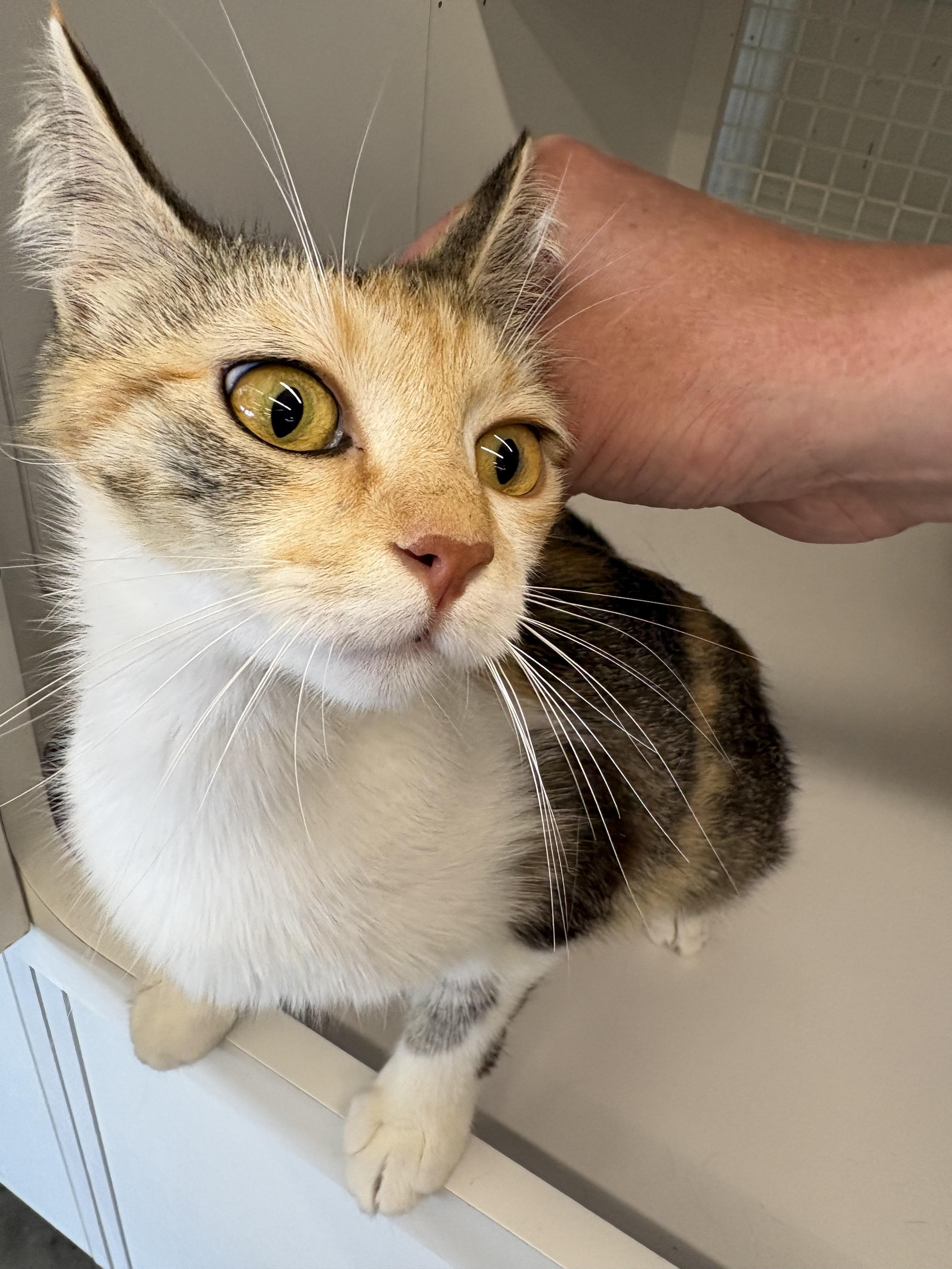 Enlarge Norma, a Adopted Domestic Medium Hair in Sneads Ferry, NC image 1/1