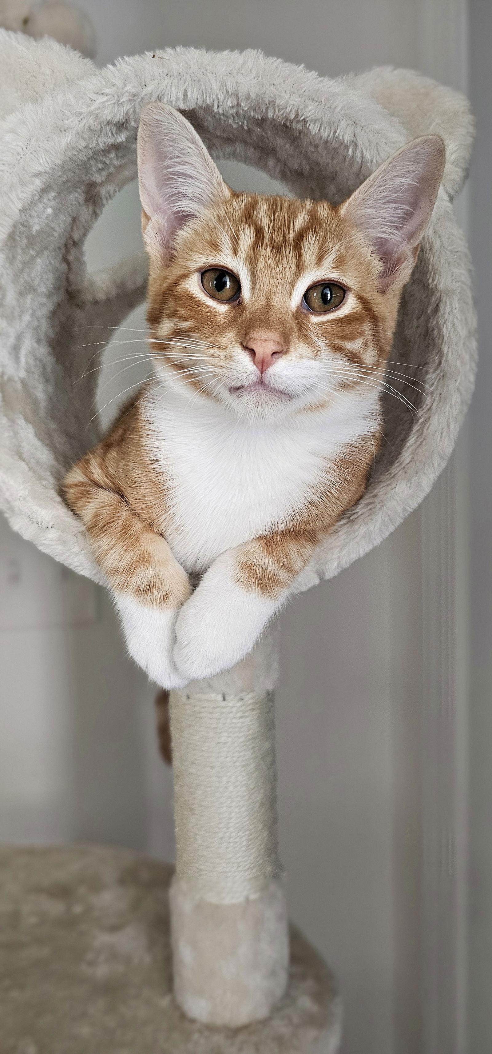 Enlarge Bolter, a Adoptable Domestic Short Hair in Hanover, PA image 1/3