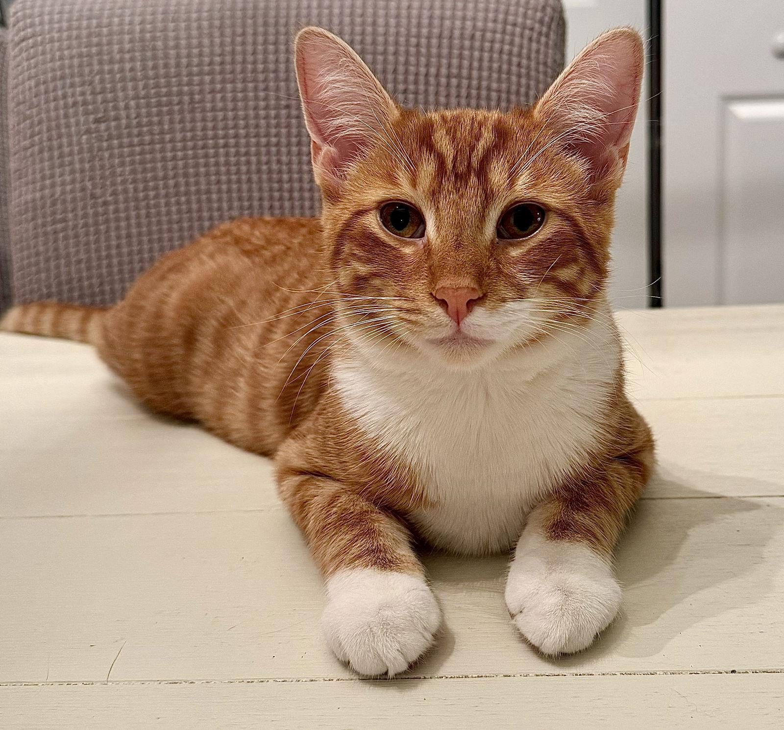 Enlarge Bolter, a Adoptable Domestic Short Hair in Hanover, PA image 2/3