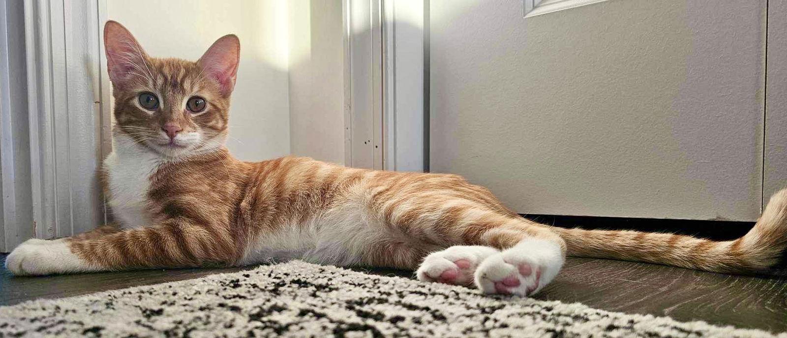 Enlarge Bolter, a Adoptable Domestic Short Hair in Hanover, PA image 3/3