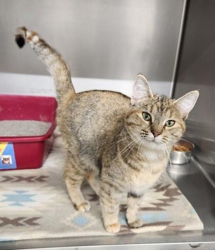 Audrey, ADOPTABLE, Young Female Torbie.