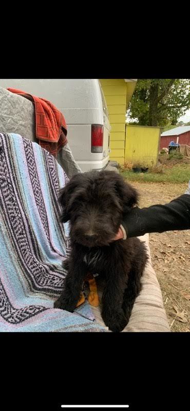 Elanore, Adopted, Puppy Female Goldendoodle.