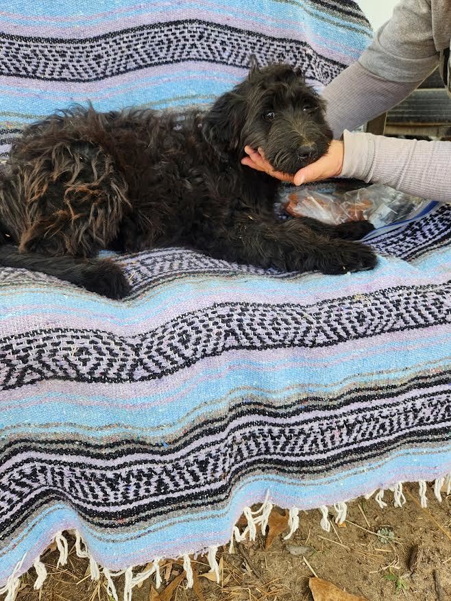 Elanore, a Adopted Goldendoodle in Marshall, AR image 2/3