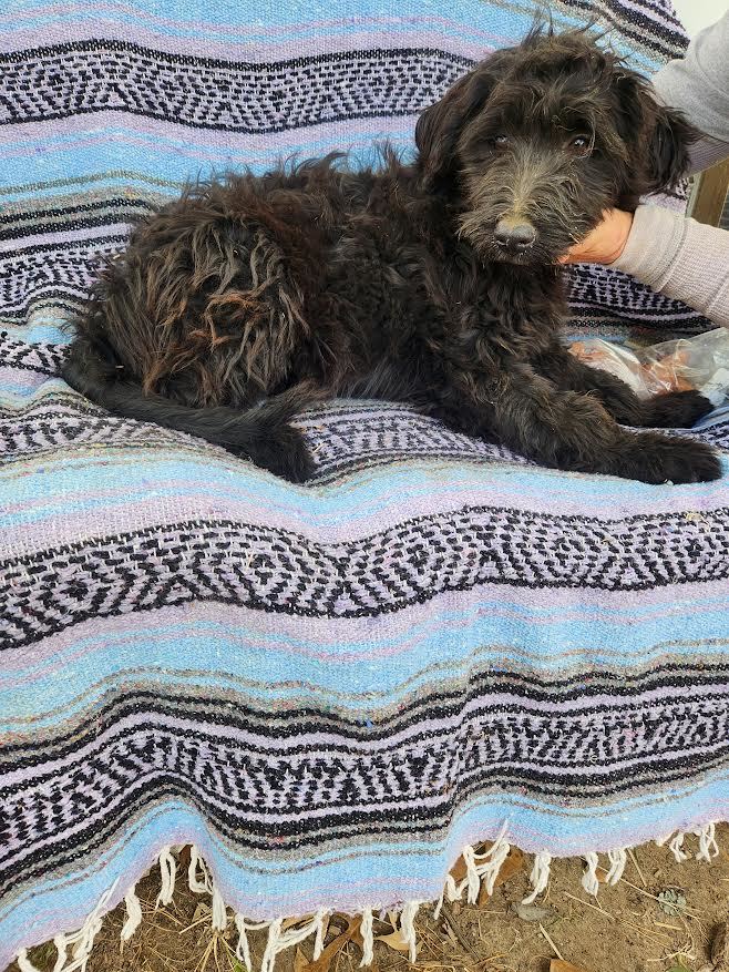 Elanore, a Adopted Goldendoodle in Marshall, AR image 3/3