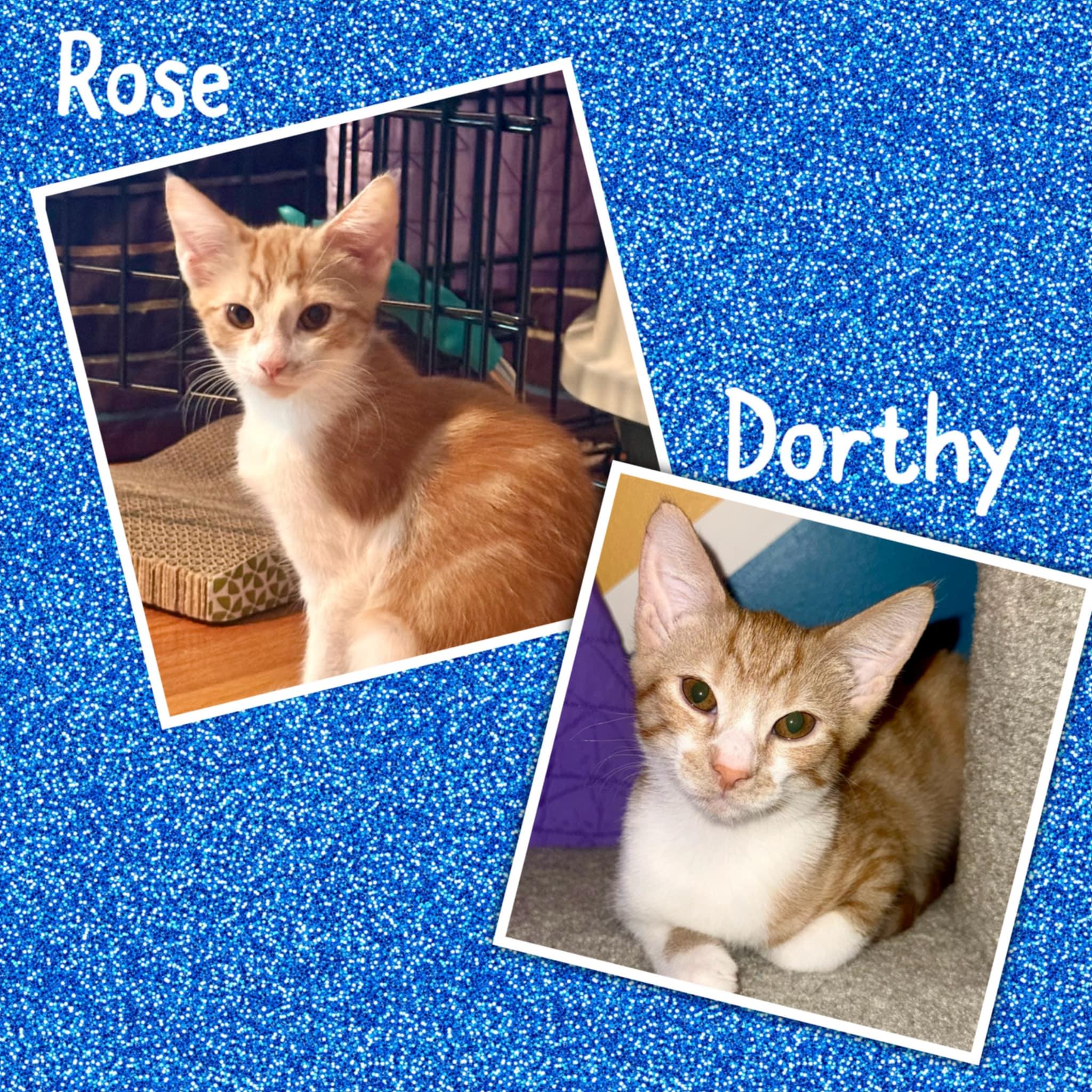 Dorothy & Rose (Mel-Fostered in New England) photo 5