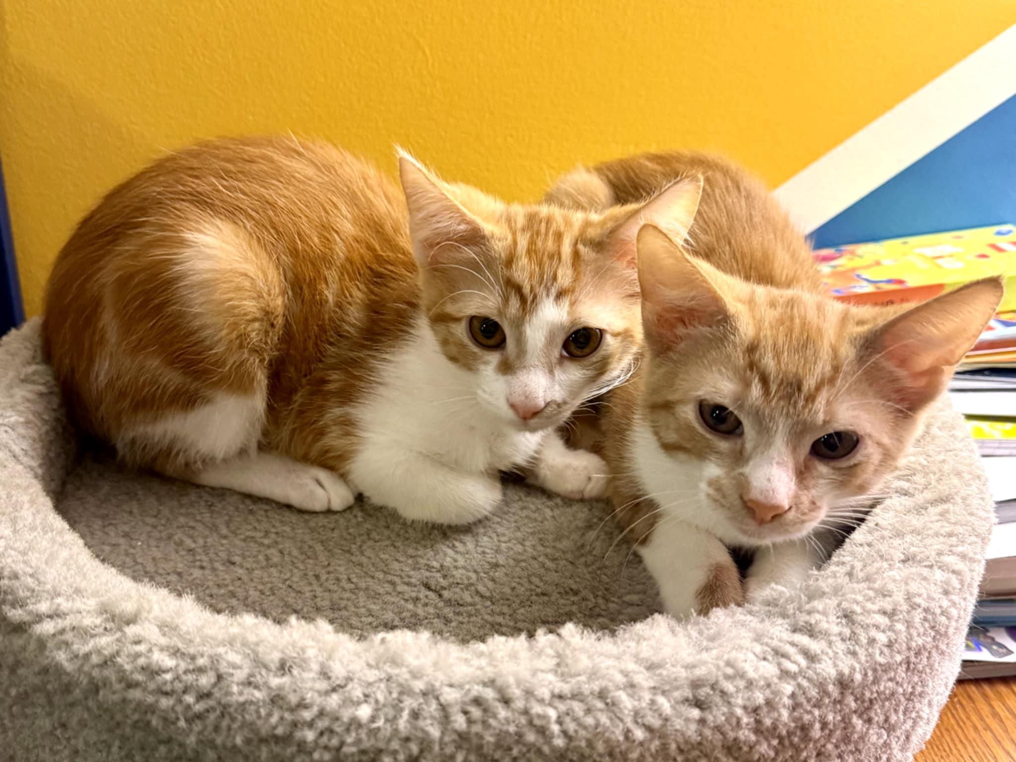 Dorothy & Rose (Mel-Fostered in New England) photo 4