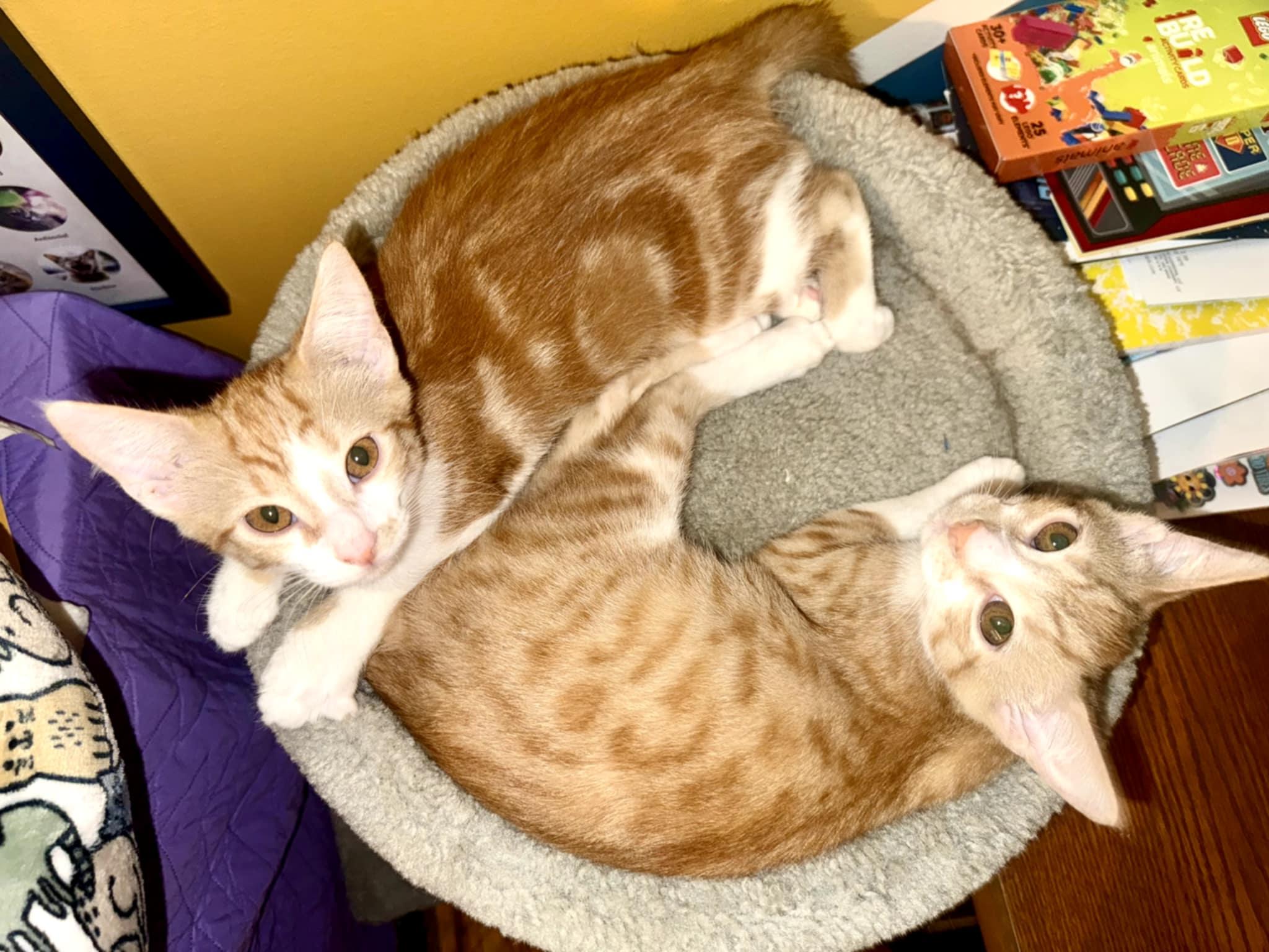 Dorothy & Rose (Mel-Fostered in New England) photo 2