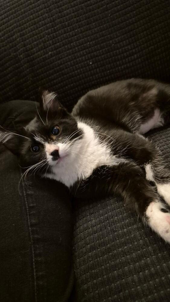 Maximillian — thumbnail 2