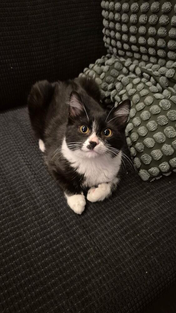 Maximillian — thumbnail 3