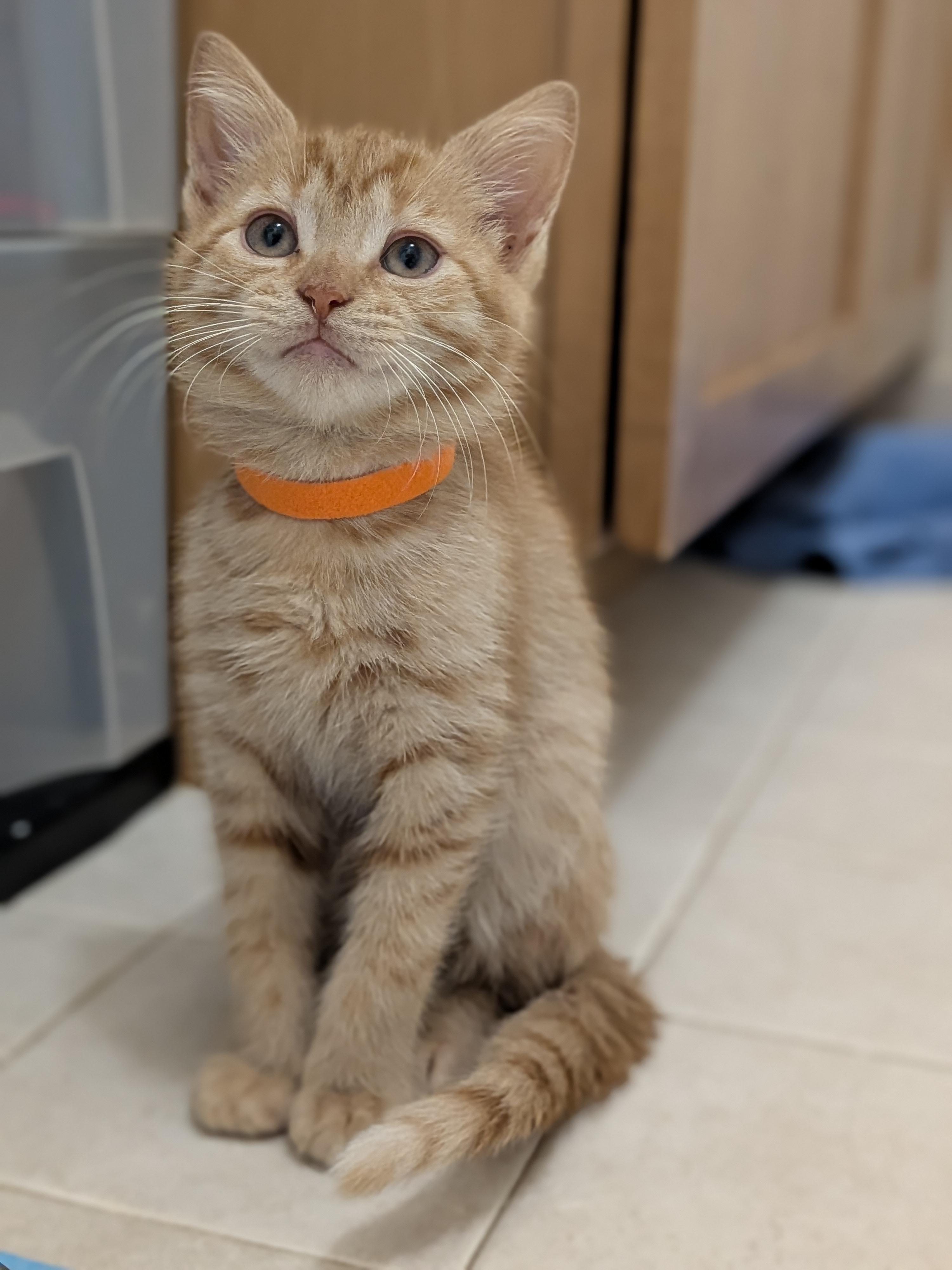 Boris, Adoptable, Kitten Male Domestic Short Hair.