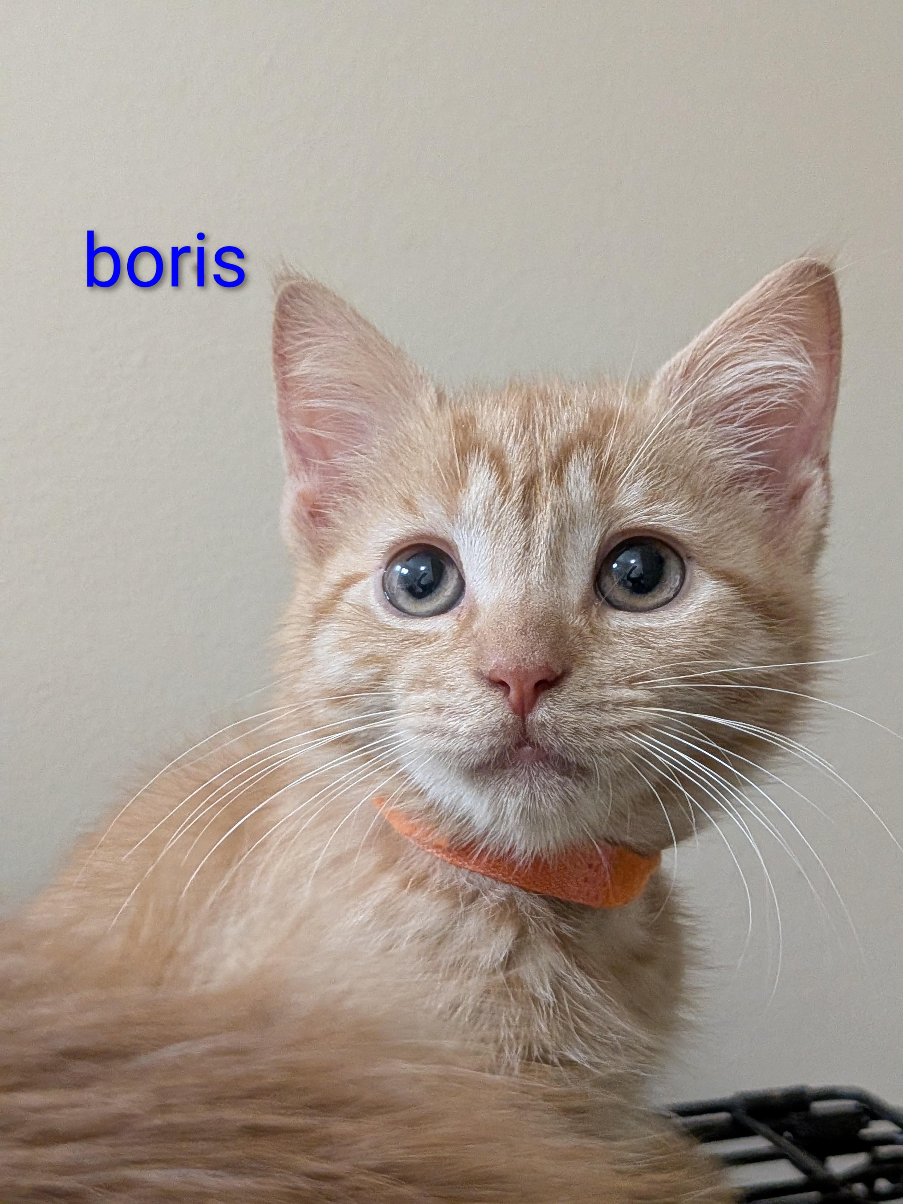 Enlarge Boris, a Adoptable mixed breed in Morris Plains, NJ image 2/3