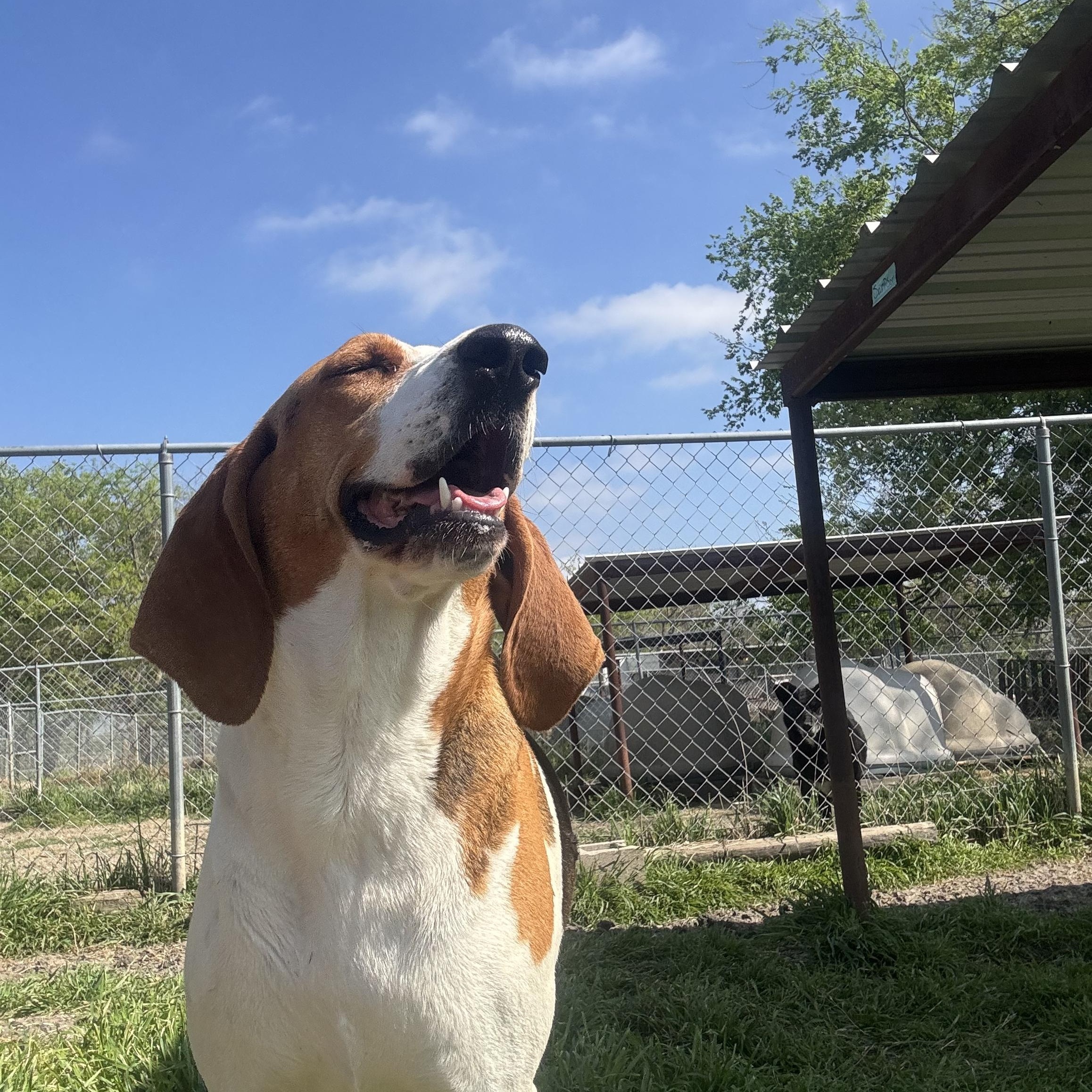 Missy, a ADOPTABLE Treeing Walker Coonhound in Sherman, TX image 2/5