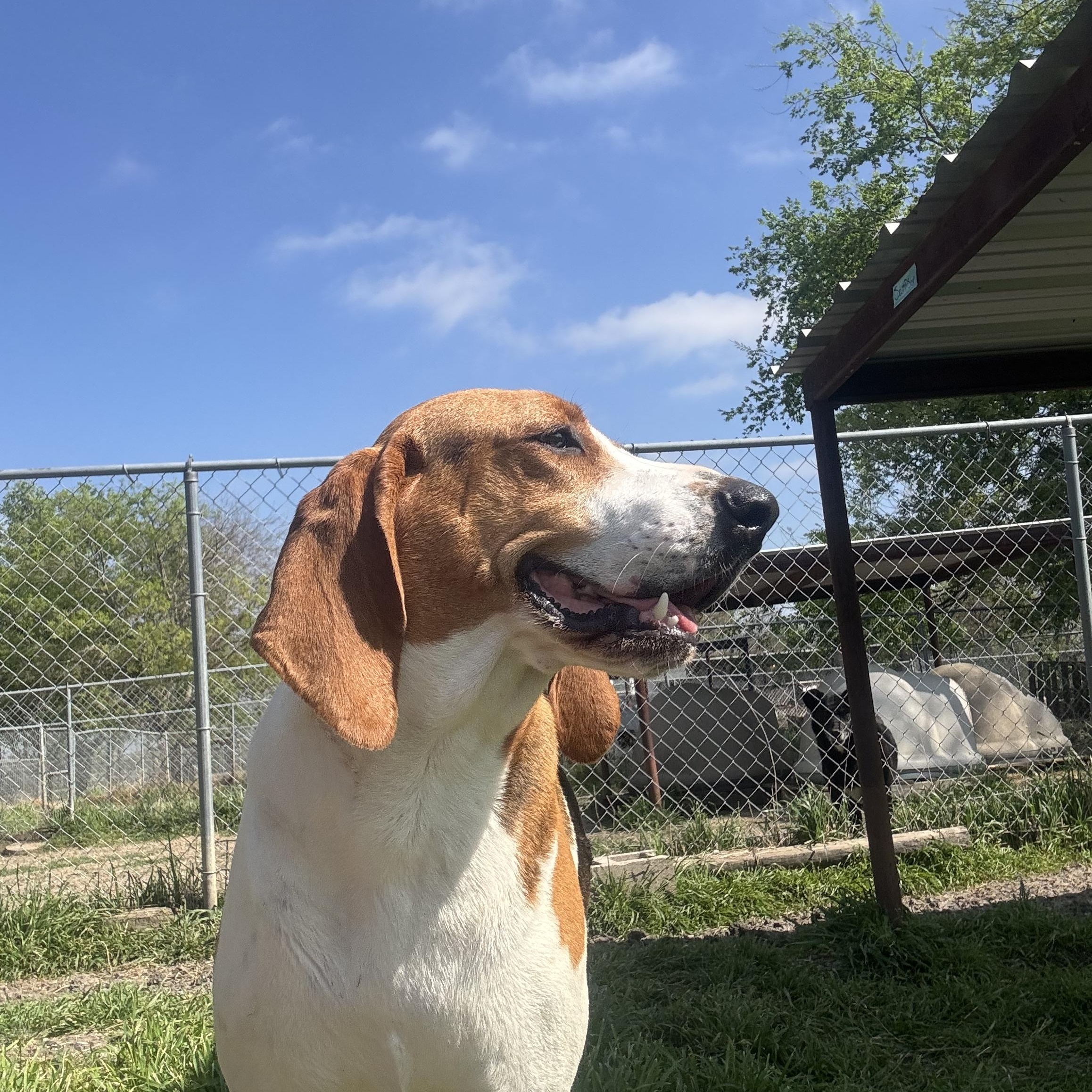 Missy, a ADOPTABLE Treeing Walker Coonhound in Sherman, TX image 3/5