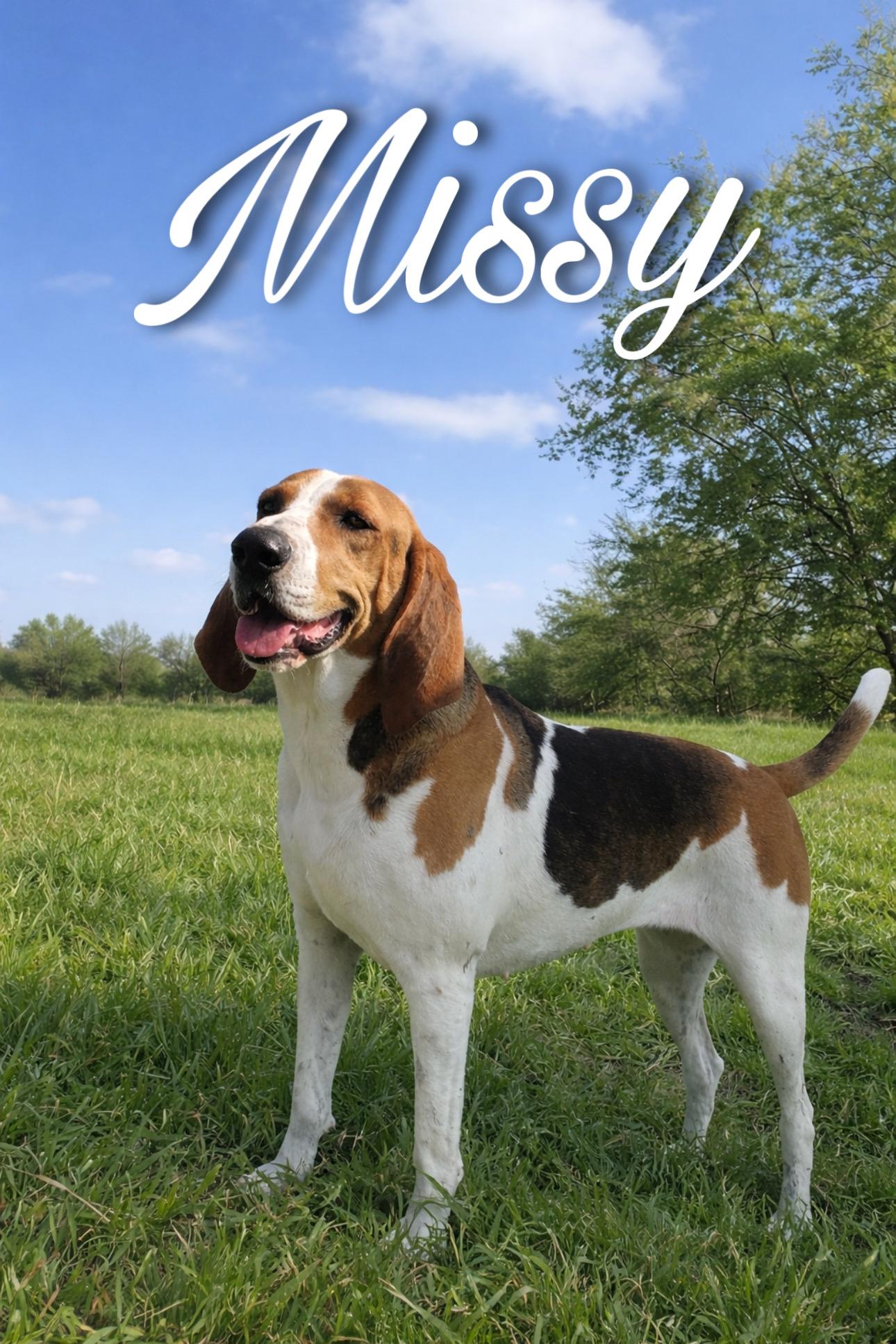 Missy, ADOPTABLE, Young Female Treeing Walker Coonhound.