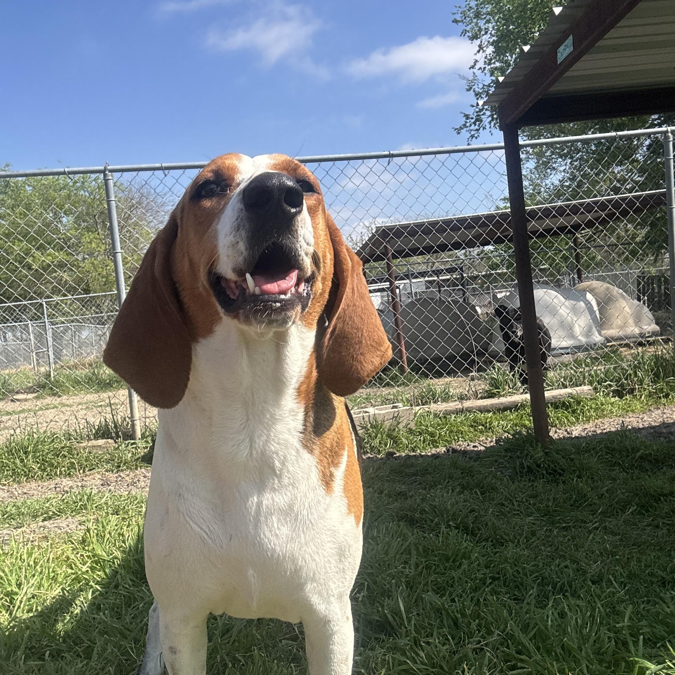 Missy, a ADOPTABLE Treeing Walker Coonhound in Sherman, TX image 5/5