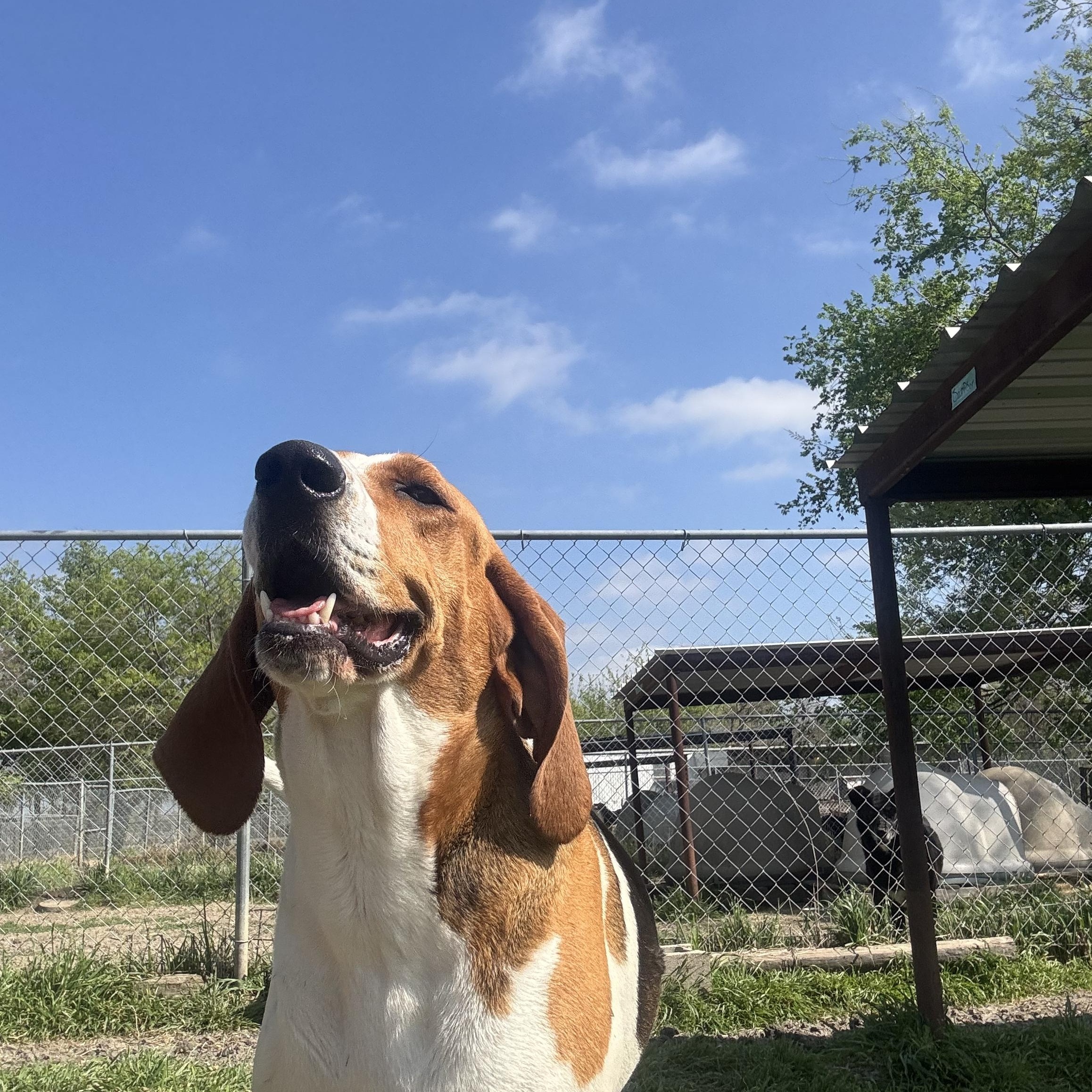 Missy, a ADOPTABLE Treeing Walker Coonhound in Sherman, TX image 4/5